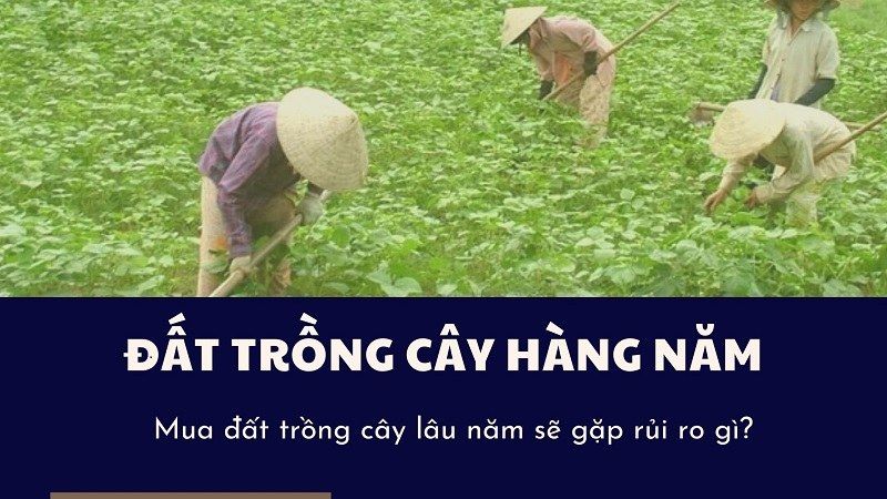 Tôi có nên mua đất để trồng cây hàng năm như một khoản đầu tư không?