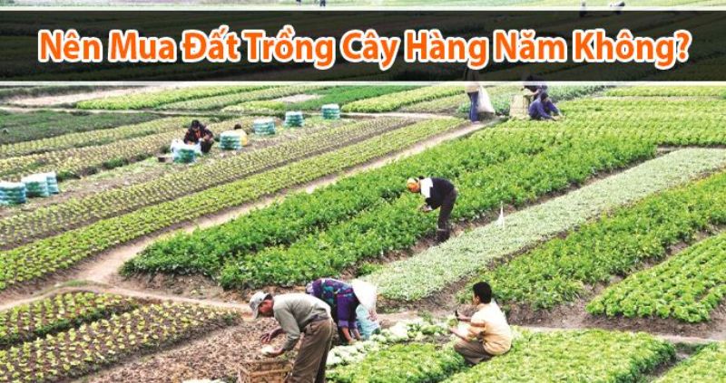 Tôi có nên mua đất để trồng cây hàng năm như một khoản đầu tư không?