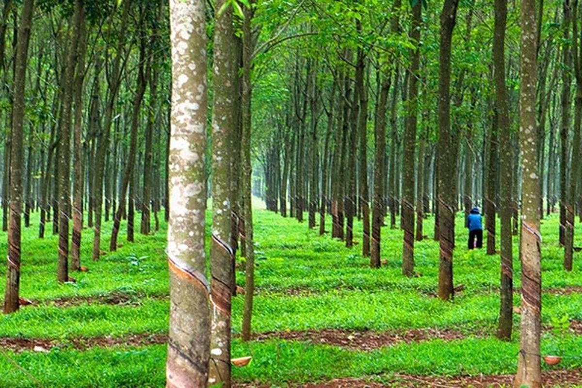Loại đất ONT CLN là gì? Quy trình chuyển đổi đất CLN - Vietnam Land