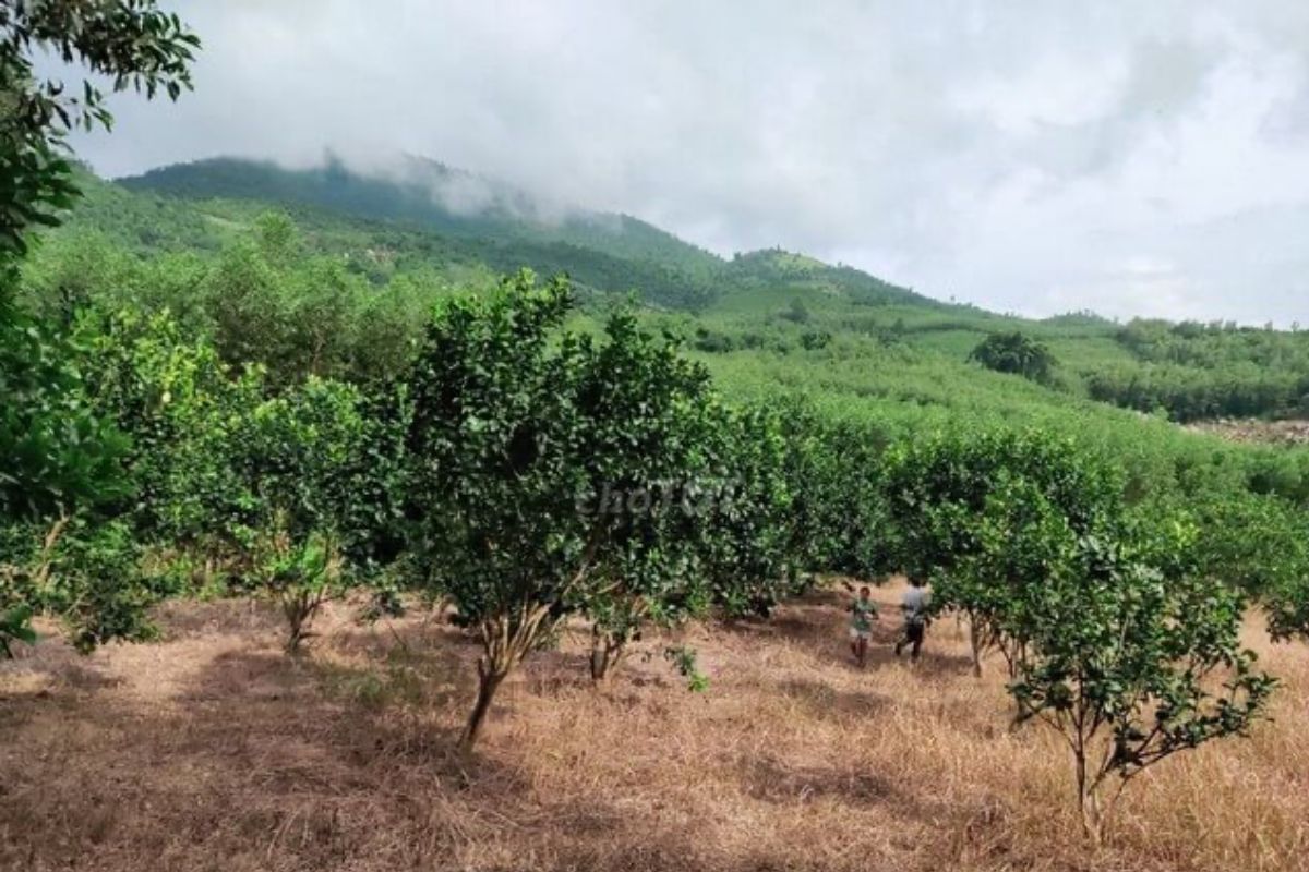 Loại đất ONT CLN là gì? Quy trình chuyển đổi đất CLN - Vietnam Land