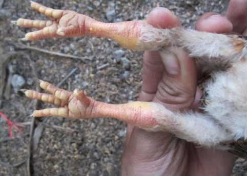 Gà bị khô chân: Dấu hiệu, nguyên nhân và cách chữa trị hiệu quả