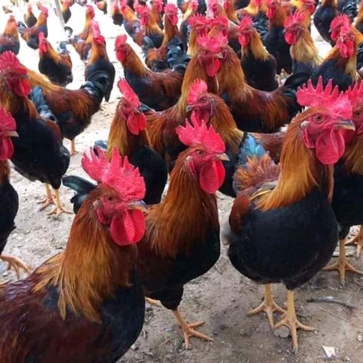 Phổi gà bị thủy thũng khi mắc bệnh