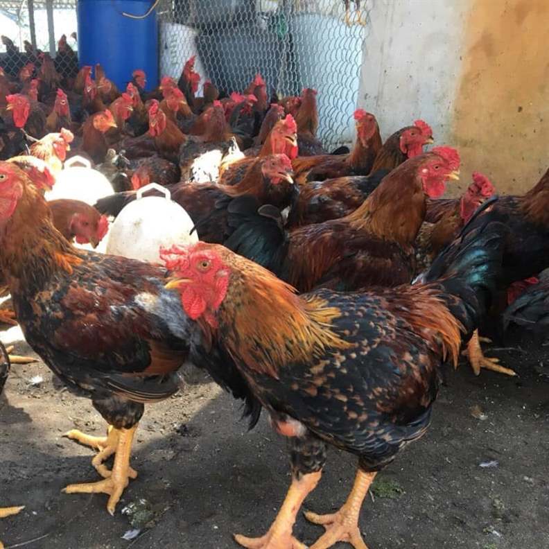 Các biện pháp phòng bệnh cho đàn gà