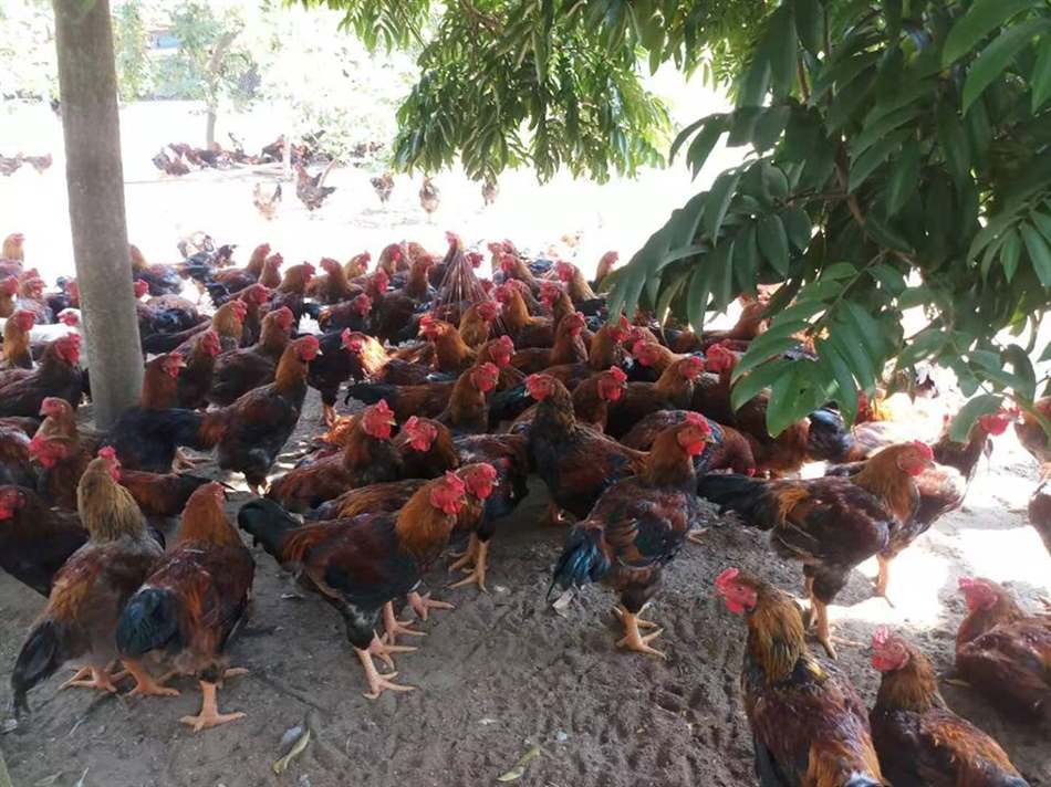 Biểu hiện gà bị xù lông, khô chân, ủ rũ